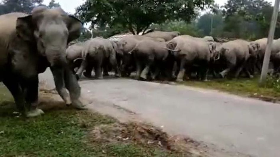 Man-elephant conflict resumes in Assam's Golaghat, incidents caught on video Man-elephant conflict resumes in Assam's Golaghat, incidents caught on video