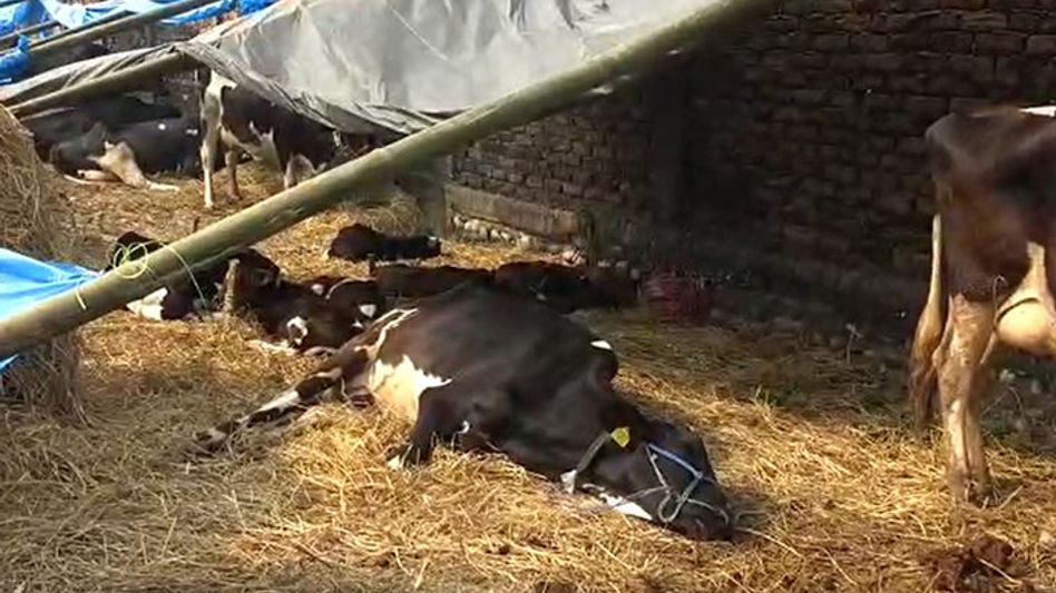 282 cattle heads seized in Assam's Udalguri after alleged violation of 'Cattle Act' 282 cattle heads seized in Assam's Udalguri after alleged violation of 'Cattle Act'