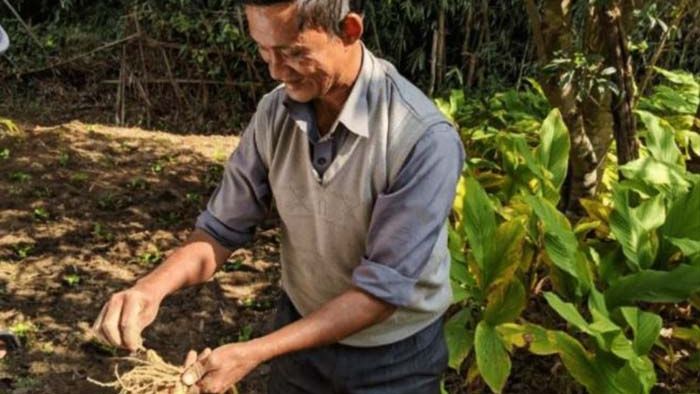 File Photo: A turmeric farmer in Meghalaya