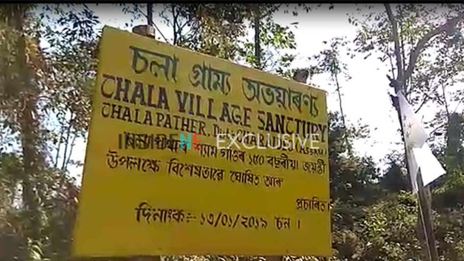 Importance of the Mithun in Arunachal Pradesh Importance of the Mithun in Arunachal Pradesh
