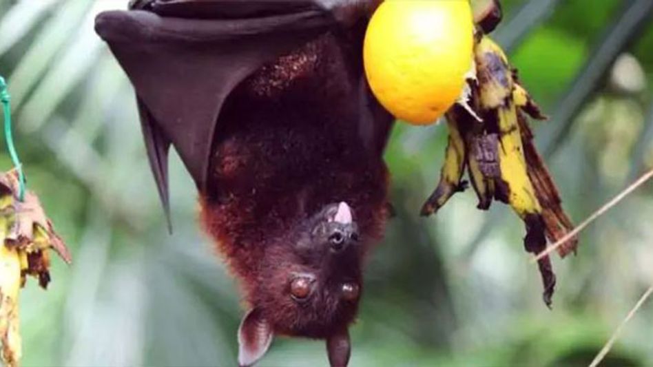 Social Media Abuzz with Reports of 'Nipah Virus' in Arunachal Social Media Abuzz with Reports of 'Nipah Virus' in Arunachal