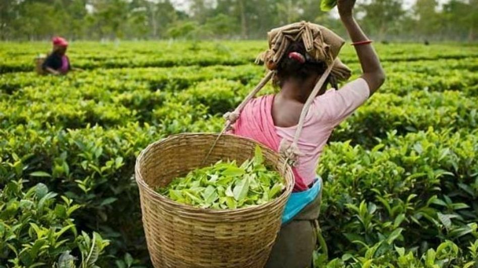 Tata Tea’s ‘exit’ from Assam leaves Assam govt red faced Tata Tea’s ‘exit’ from Assam leaves Assam govt red faced