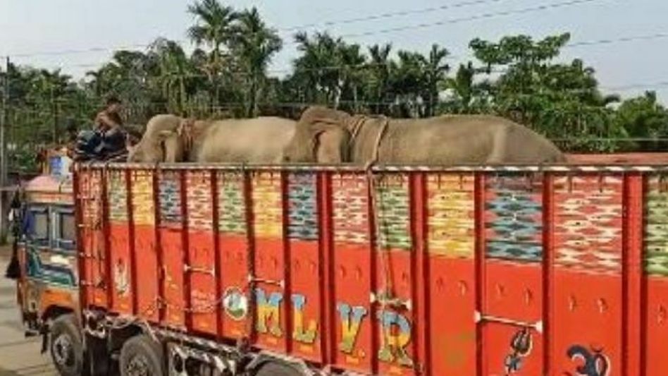 Assam Police seizes truck carrying elephants from Arunachal Pradesh Assam Police seizes truck carrying elephants from Arunachal Pradesh