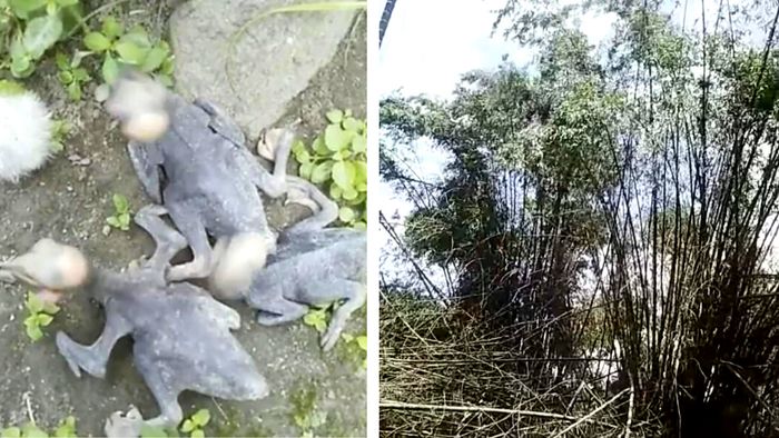 Assam: Local administration chops down bamboo trees destroying Egret colonies, says birds spread COVID-19