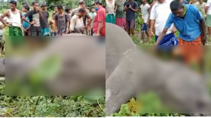 Two elephants killed in Baksa after coming into contact with illegal electric fence