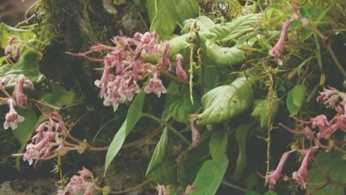 african violet mizoram