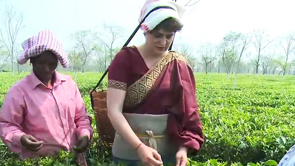 Priyanka Gandhi dons Assamese 'mekhela chadar'; plucks tea leaves with workers Priyanka Gandhi dons Assamese 'mekhela chadar'; plucks tea leaves with workers