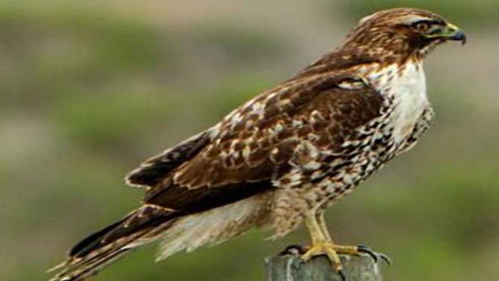 Endangered Hawk Species Rescued In Manipur
