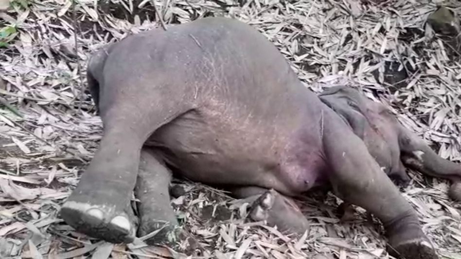 18 wild elephants killed in Assam, lightning strikes suspected 18 wild elephants killed in Assam, lightning strikes suspected