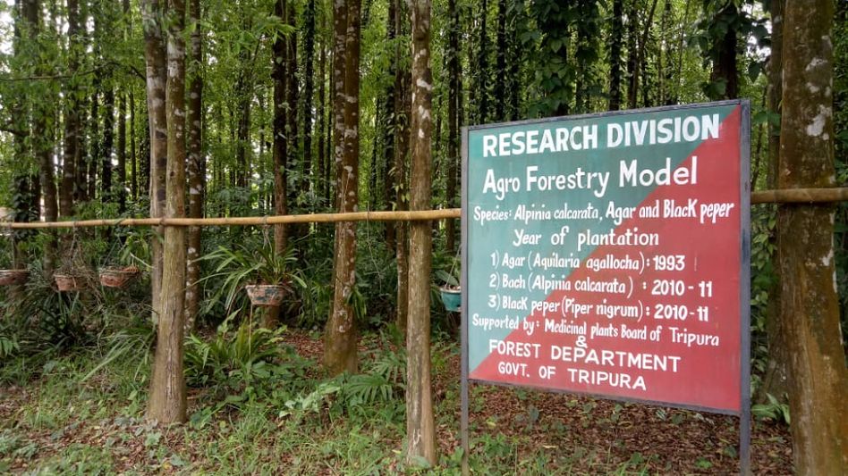 Tripura identifies nearly 900 new medicinal plants Tripura identifies nearly 900 new medicinal plants