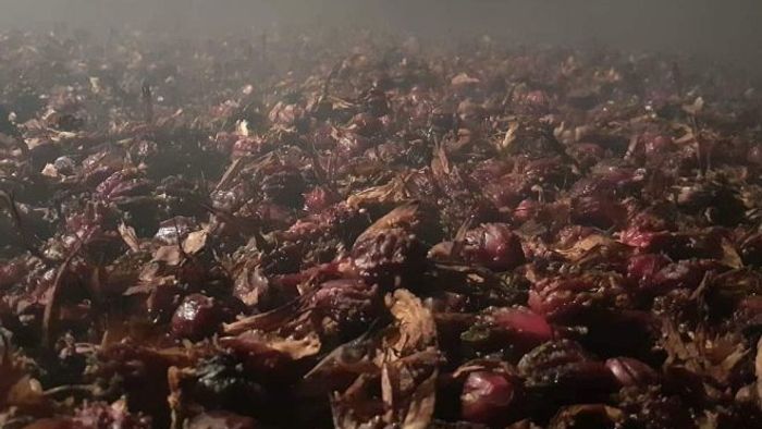 Sikkim: Dwindling prices of Cardamom comes as an unexpected shocker