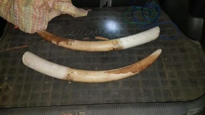 Tusk