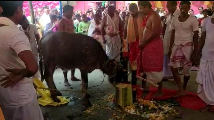 Devotees in Udalguri sacrifice 12 goats, 1 buffalo
