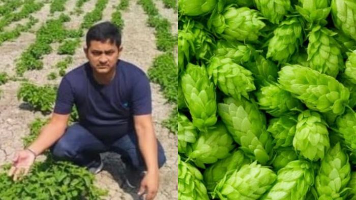 Bihar farmer grows world’s costliest vegetable that costs Rs 1 lakh/kg