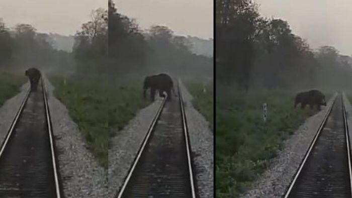 Driver stops train in North Bengal to let a big elephant cross tracks