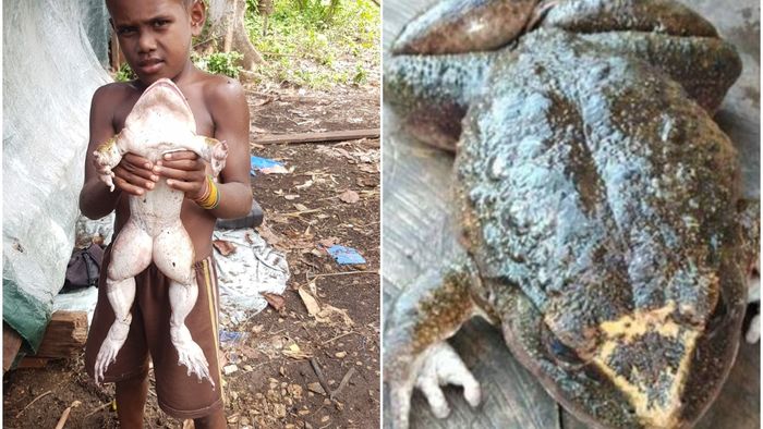 'Human baby size' frog discovered in Solomon Islands