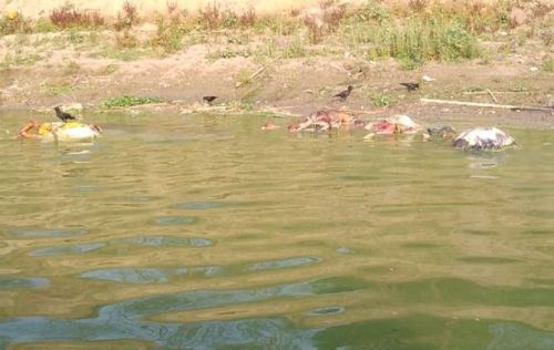 Bodies found buried in sand on banks of Ganga in Unnao, Uttar Pradesh