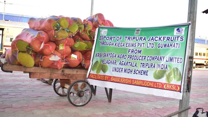 Tripura exports Jackfruits to United Kingdom