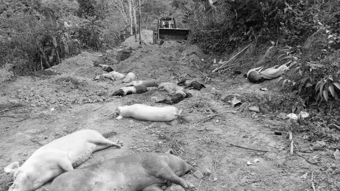 African Swine Fever kills over 4000 pigs in Mizoram