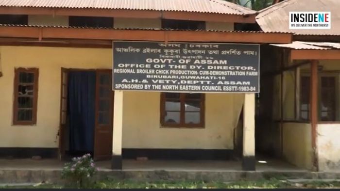 Assam chicken farm