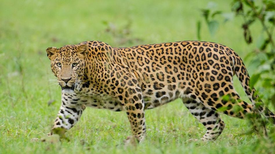 Leopard kills 5-year-old girl at brother's birthday party near Srinagar Leopard kills 5-year-old girl at brother's birthday party near Srinagar