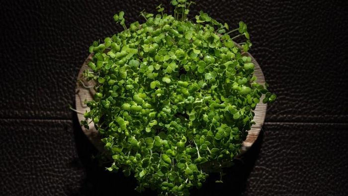 microgreens