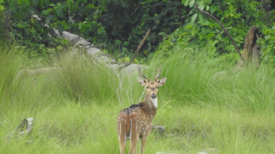 Assam gets Dehing Patkai as 7th National Park, third highest in country Assam gets Dehing Patkai as 7th National Park, third highest in country