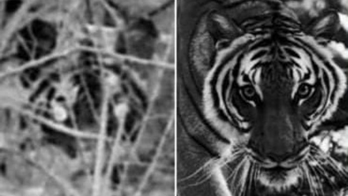 Tiger spotted in Mizoram's Dampa Tiger Reserve after 7 years