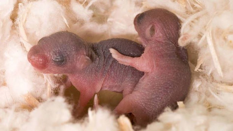 Mouse sperm frozen on space station produces healthy pups Mouse sperm frozen on space station produces healthy pups