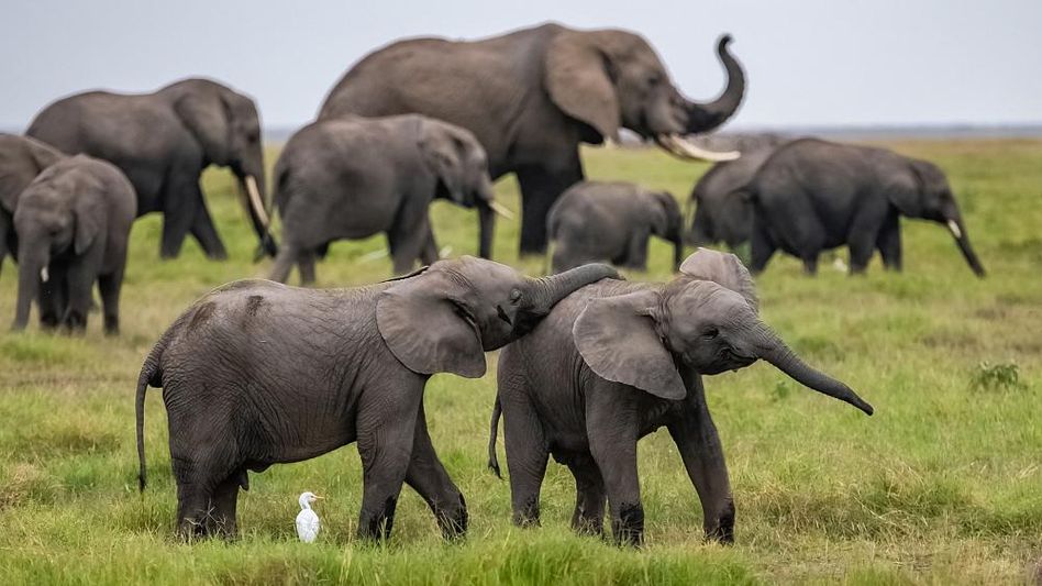 28 elephants test negative for COVID-19 in Tamil Nadu 28 elephants test negative for COVID-19 in Tamil Nadu