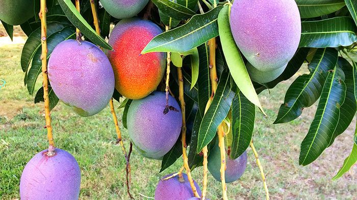 MP couple hires 9 dogs and 3 guards to protect ‘World’s most expensive’ mangoes