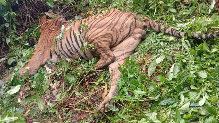 Assam: Tiger found dead In Kaziranga National Park