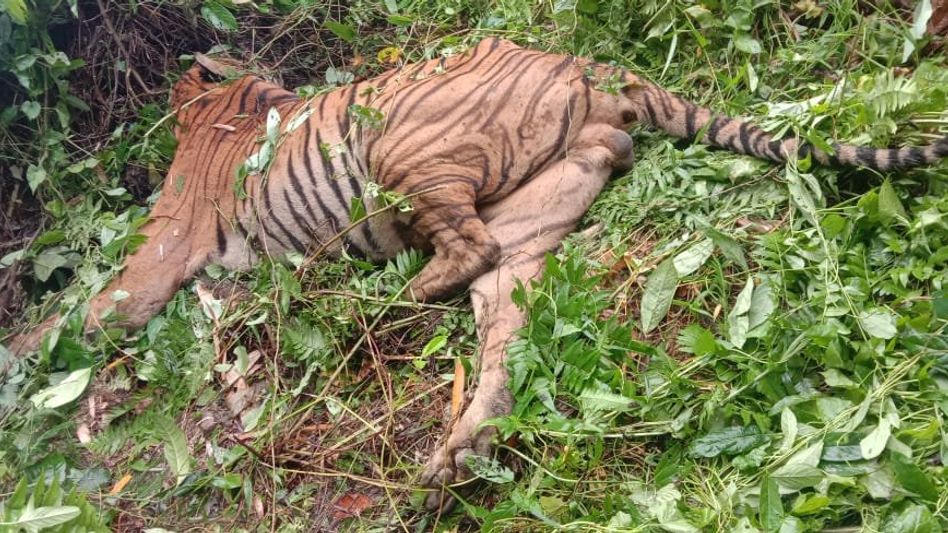 Assam: Tiger found dead In Kaziranga National Park Assam: Tiger found dead In Kaziranga National Park
