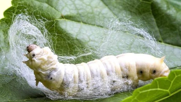 Tripura govt starting mulberry nurseries to help silkworm growers amid pandemic