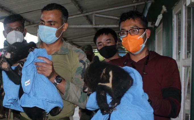Assam Rifles rescues two bear cubs found in Manipur Assam Rifles rescues two bear cubs found in Manipur