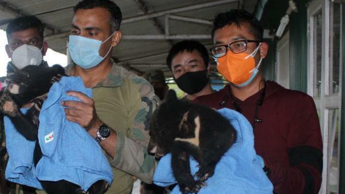 Assam Rifles rescues two bear cubs found in Manipur