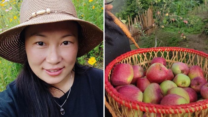 Manipur's apple farming emerging as a lucrative profession for locals