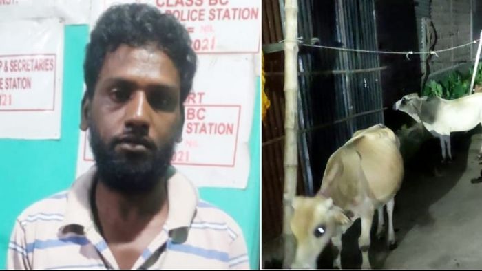 Assam police busts cattle-smuggling racket