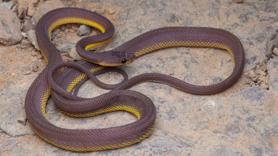 New snake species found in Mizoram New snake species found in Mizoram