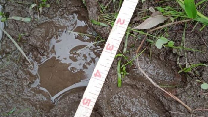 footprints suspected to be of Bengal tiger