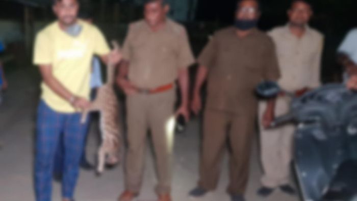 Leopard cub run over by speeding vehicle