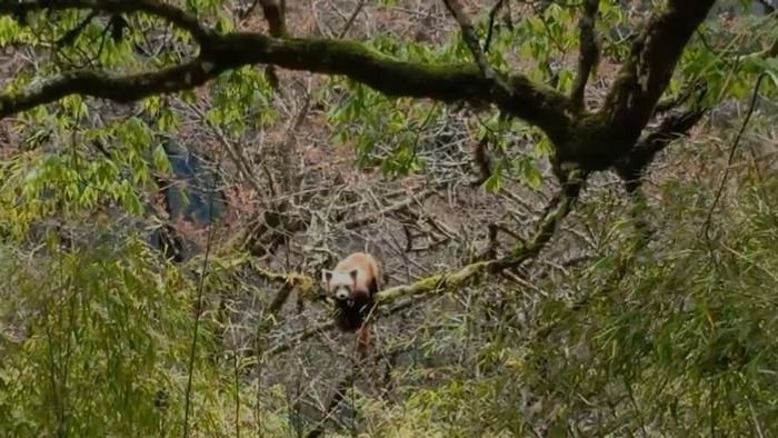 Sikkim's rare state animal Red Panda