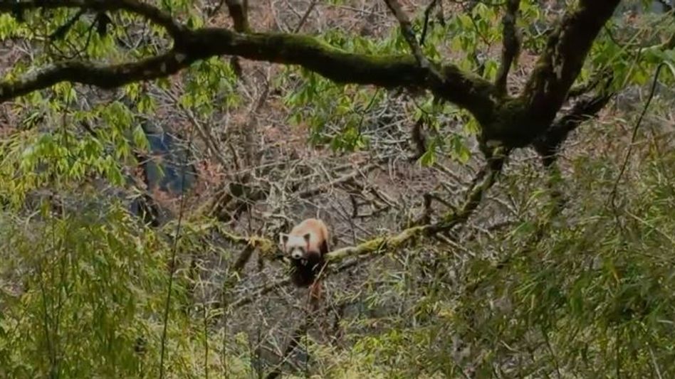 In pictures: Sikkim's rare state animal Red Panda makes an appearance in its natural habitat In pictures: Sikkim's rare state animal Red Panda makes an appearance in its natural habitat