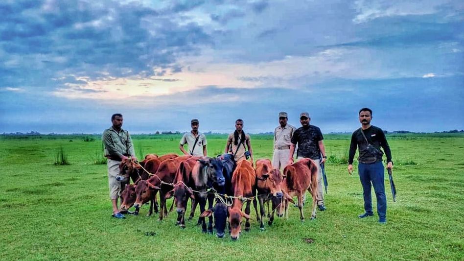 Nine cattle being smuggled to Bangladesh seized in Assam's Dhubri Nine cattle being smuggled to Bangladesh seized in Assam's Dhubri