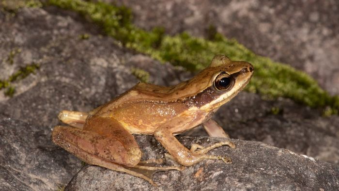 New frog species discovered in Arunachal Pradesh