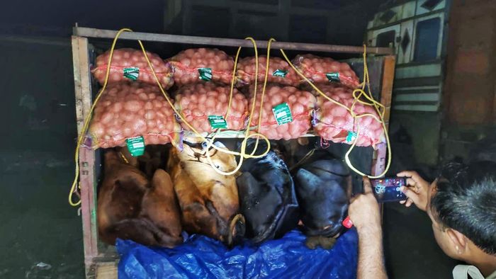 Four cattle smugglers arrested along Assam-Bengal border