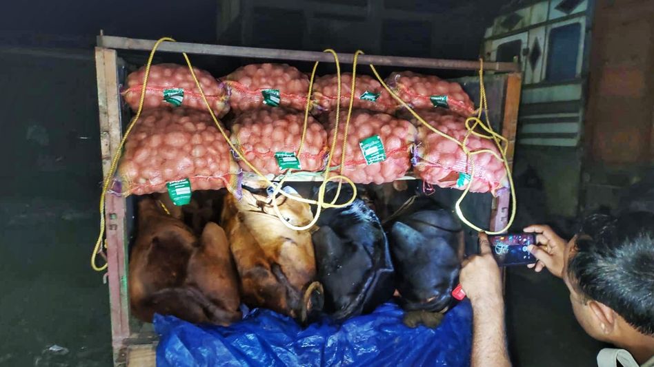 Four cattle smugglers arrested along Assam-Bengal border Four cattle smugglers arrested along Assam-Bengal border