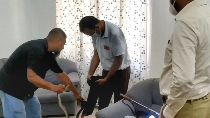 6 feet long Indian Rat Snake rescued