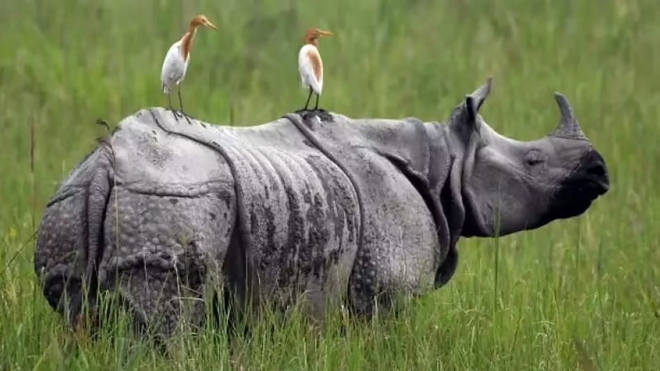 World Rhino Day: Assam Govt to burn 2500 Rhino horns publically on Sept 22 World Rhino Day: Assam Govt to burn 2500 Rhino horns publically on Sept 22