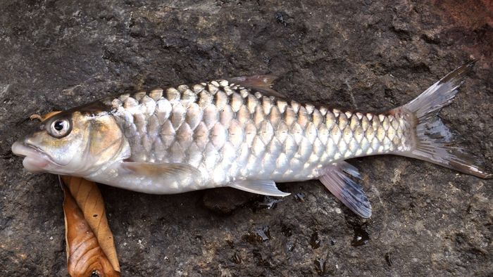 'Katley' declared state fish of Sikkim